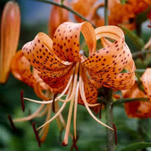 Ľalia Tigrinum Splendens