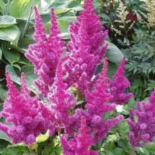 Astilbe To Have and to Hold 