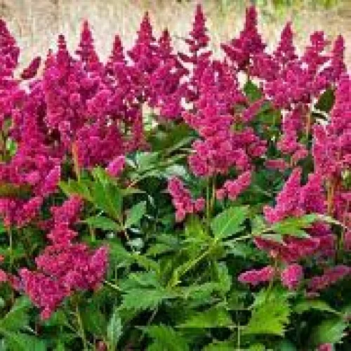 Astilbe To Have and to Hold 