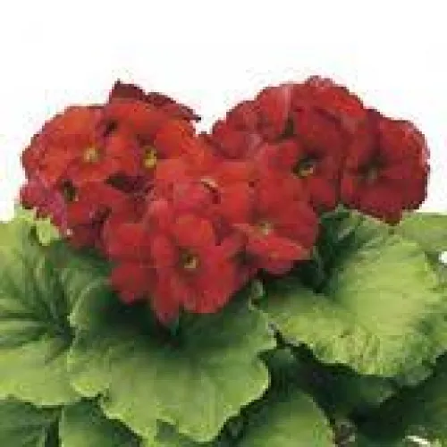 Primula Touch me Red