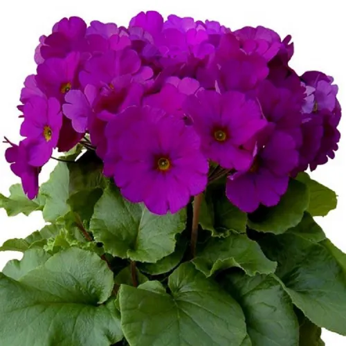 Primula Touch me Fialová 
