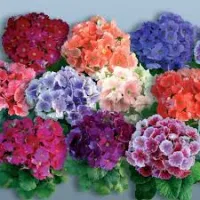 Primula 