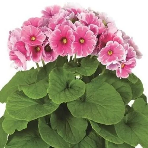 Primula Touch me Pink 