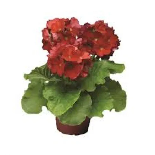 Primula Touch me Red