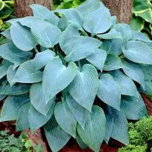 Hosta True Blue
