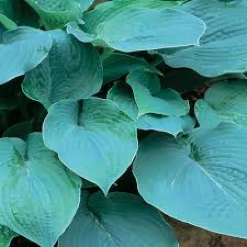 Hosta True Blue