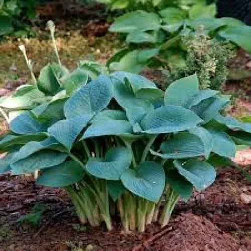 Hosta True Blue