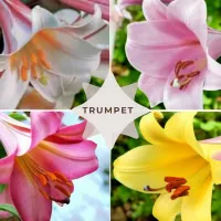 Trumpet 