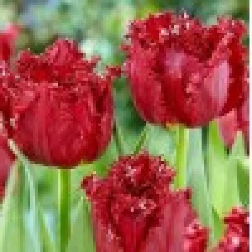 Tulipan Versace