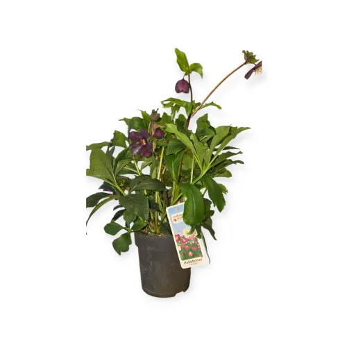 Čemeica / Helleborus ViV „Victoria“ 40 cm
