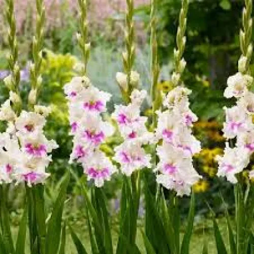Gladiolus Violet Heart 