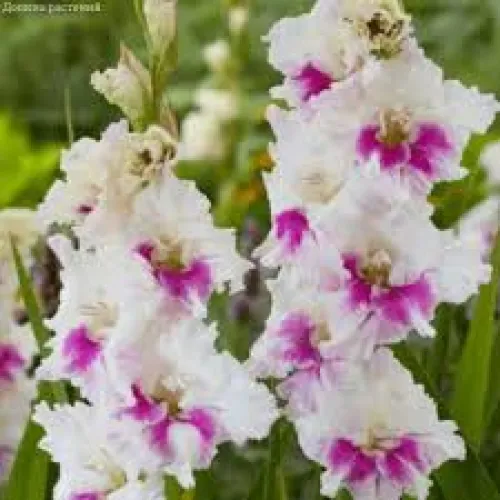 Gladiolus Violet Heart 