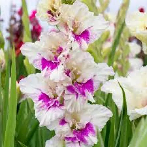 Gladiolus Violet Heart 