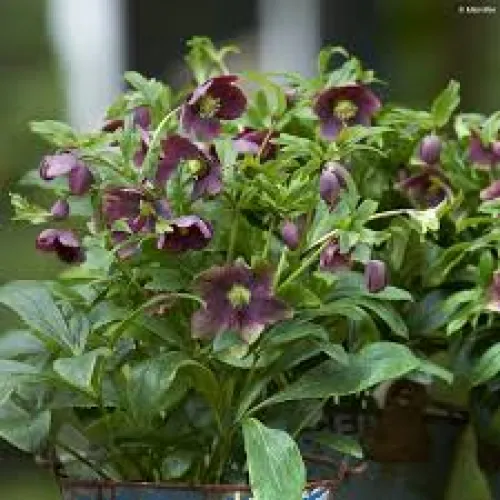 Čemeica / Helleborus ViV „Victoria“ 40 cm