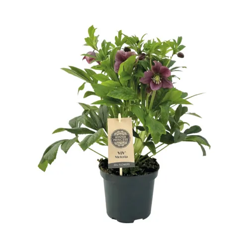 Čemeica / Helleborus ViV „Victoria“ 40 cm