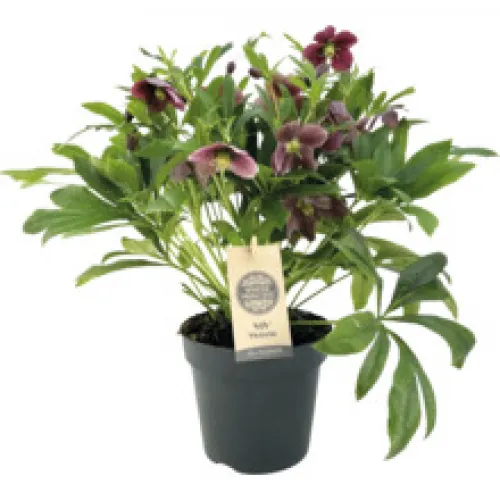 Čemeica / Helleborus ViV „Victoria“ 40 cm