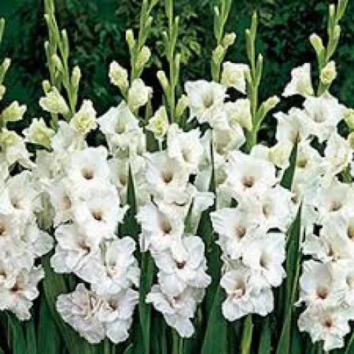 Gladiolus White Prosperity