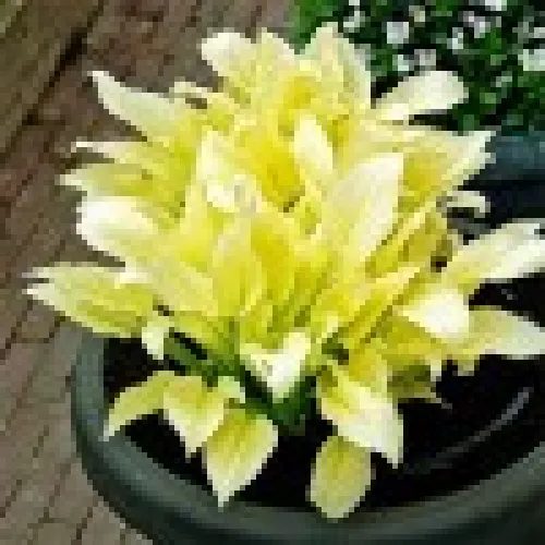 Hosta White Feather