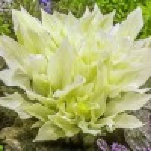 Hosta White Feather