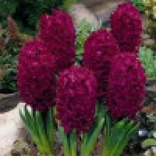 Hyacinth Woodstock 
