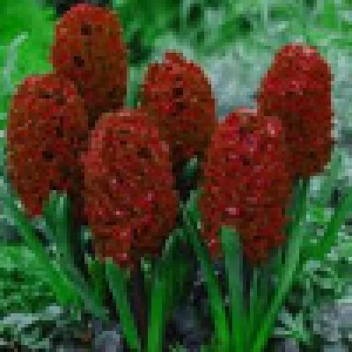 Hyacinth Woodstock 