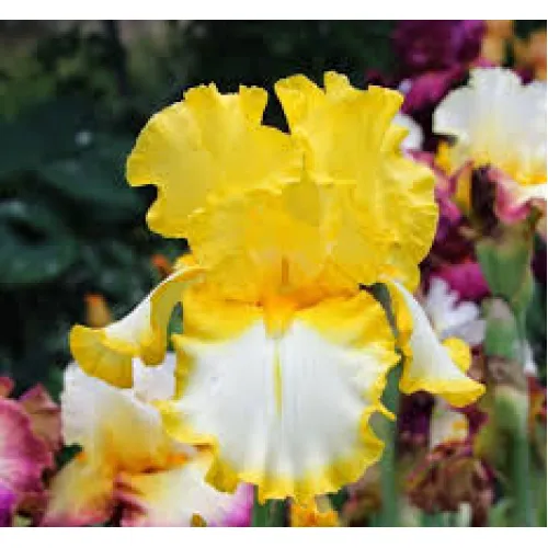 Iris Germania Yellow/White 
