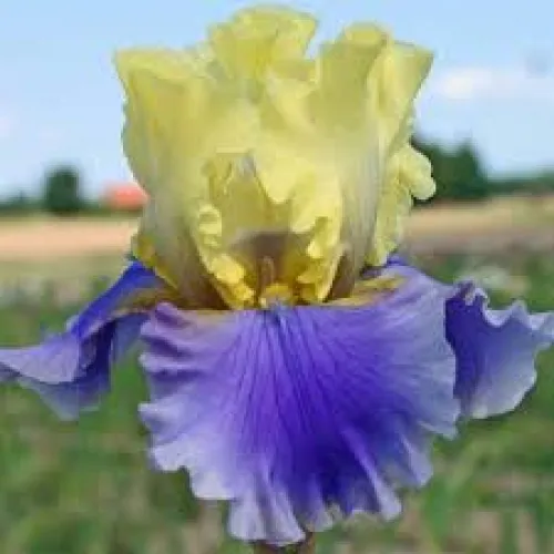 Iris Germania Yellow/Blue 