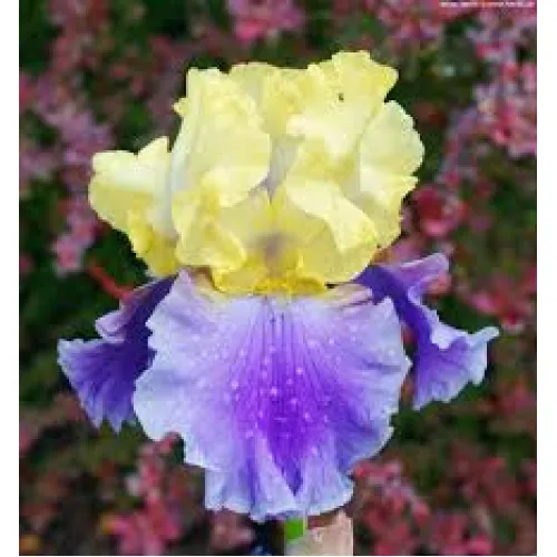 Iris Germania Yellow/Blue 