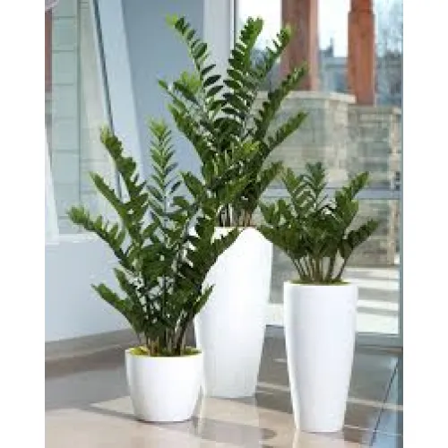 Zamioculcas zamiifolia