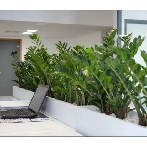Zamioculcas zamiifolia