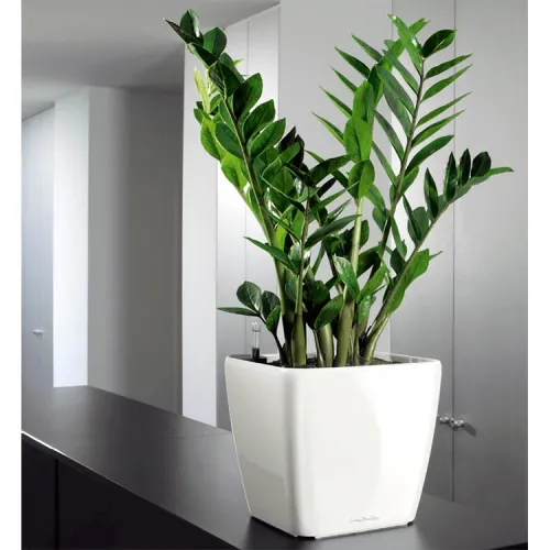 Zamioculcas zamiifolia
