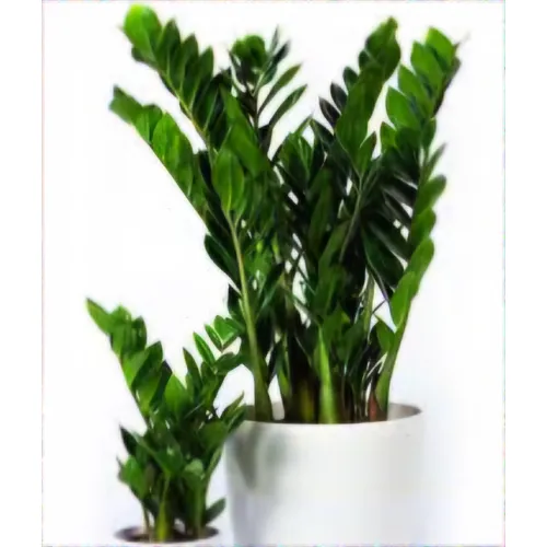 Zamioculcas zamiifolia