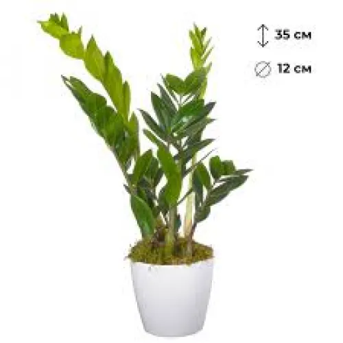 Zamioculcas zamiifolia