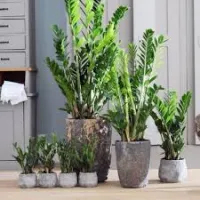 Zamioculcas 