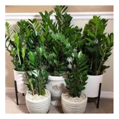 Zamioculcas zamiifolia