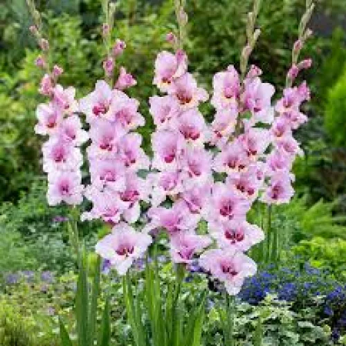 Gladiolus Zamora 