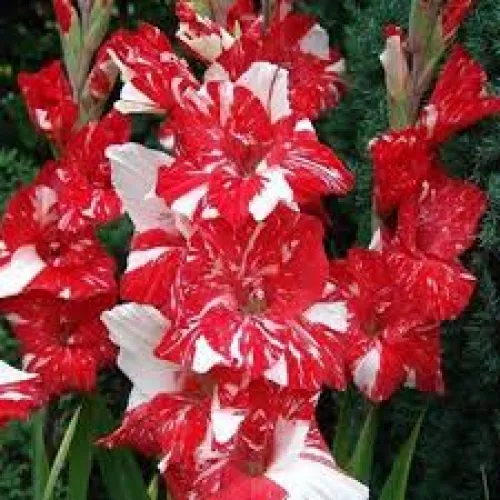 Gladiolus Zizanie