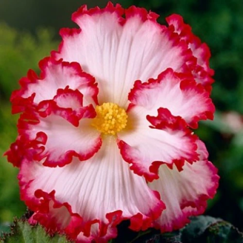 Crispa White/Red