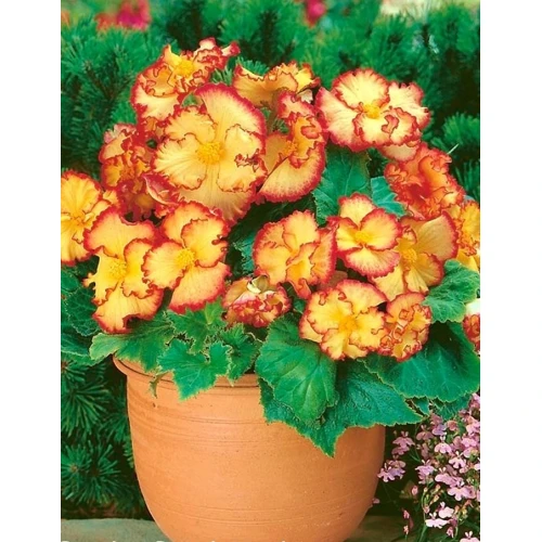 Crispa Yellow/Red 