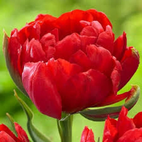 Tulipan Abba