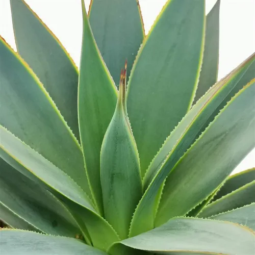 Agave  Shaka Koko 15cm