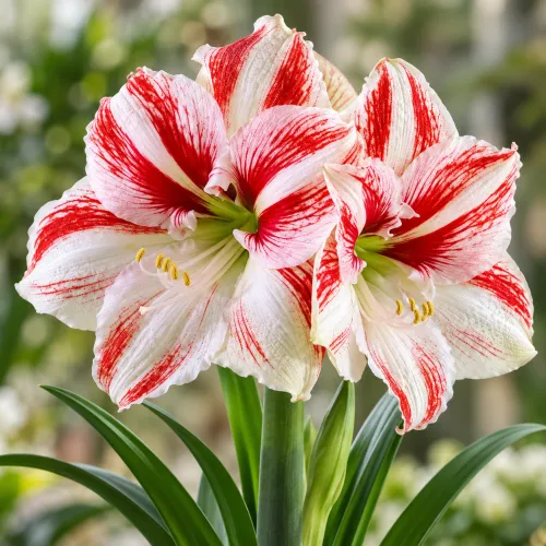 Amaryllis Clown – bielo-červený pruhovaný amaryllis