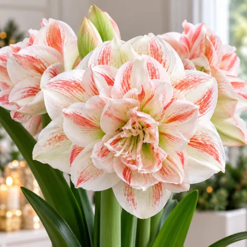 Amaryllis Double Nymph – plnokvetý bielo-koralový amaryllis