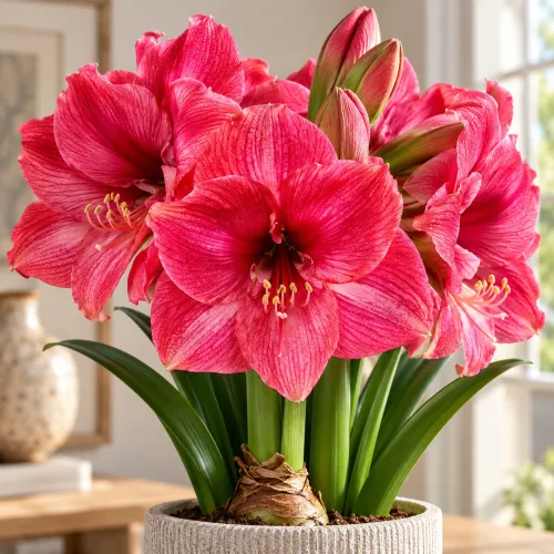 Amaryllis Hercules – veľkokvetý karmínovoružový amaryllis