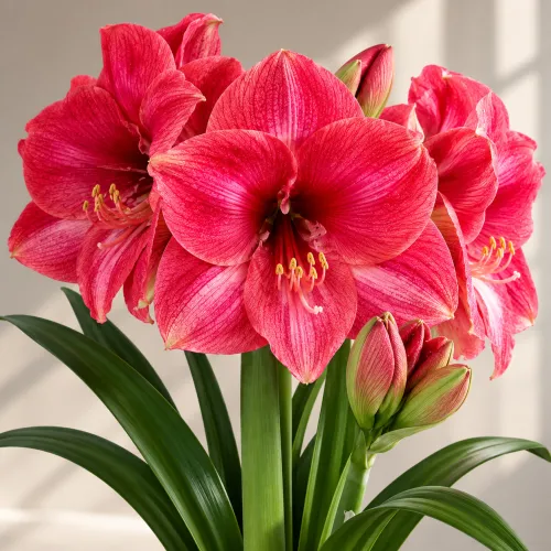 Amaryllis Hercules – veľkokvetý karmínovoružový amaryllis