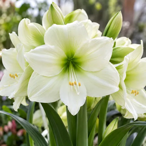 Amaryllis Luna – krémovozelený veľkokvetý amaryllis