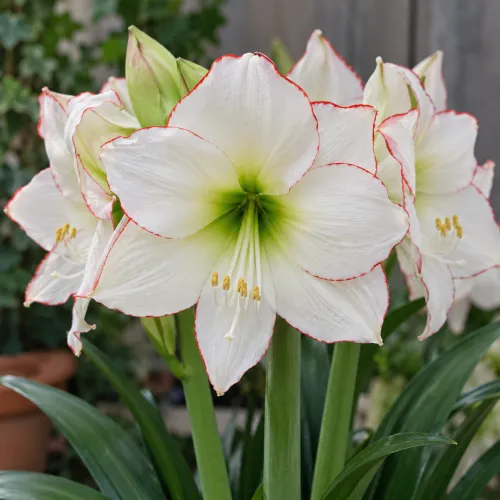 Amaryllis Picotee – biely amaryllis s červeným lemom