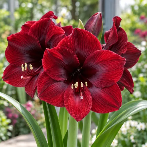 Amaryllis Royal Velvet – tmavočervený zamatový amaryllis