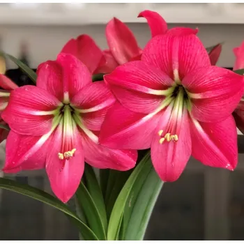 Amaryllis