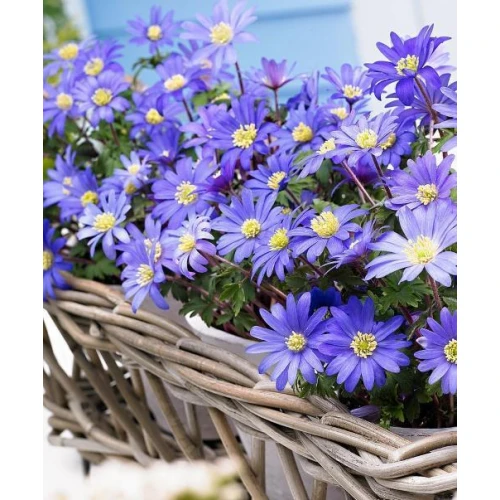 Anemon Blue Shades 